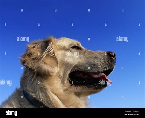 Golden Retriever Dog Portrait Form Low Angle Stock Photo Alamy