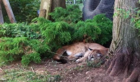 Euthanized Cougar In Portland Reawakens Regional Debate Kuow News And