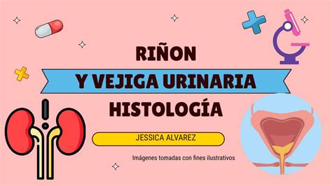 Riñon Y Vejiga Urinaria Udocz