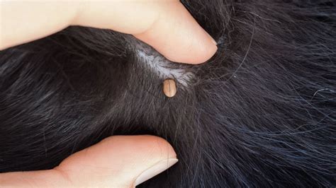 Ticks Found On One Third Of Dogs Researchers Say Bbc News