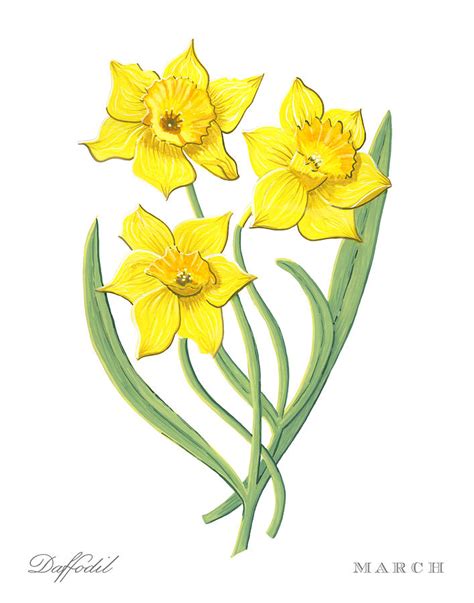 March Birth Flowers Botanical Illustration Daffodils And Jonquils