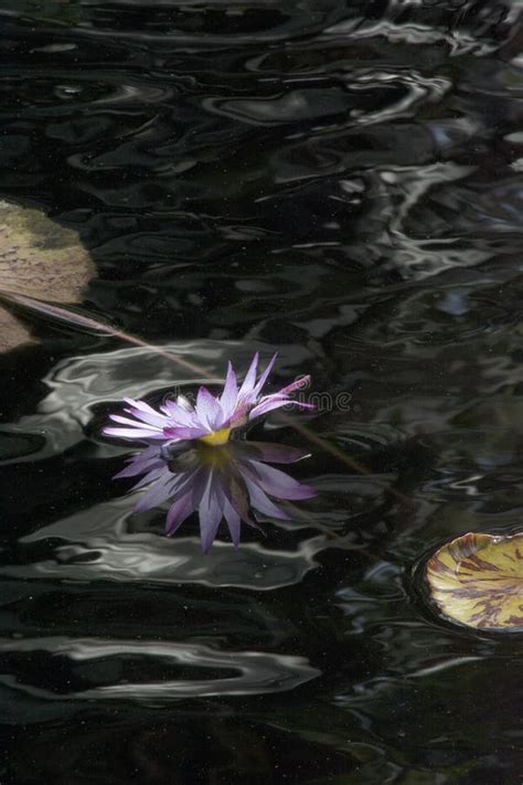 Water Lily Flower In Lavender Against Dark Water And Reflections Stock