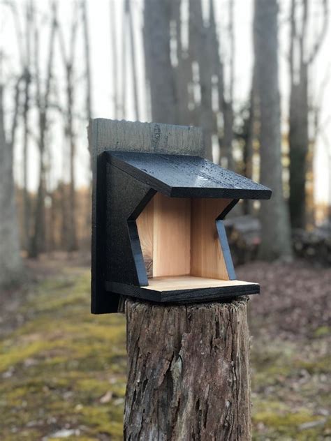 Eastern Phoebe Barn Swallow American Robin Nest Shelf Etsy