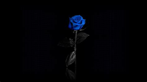 73 Blue Roses Background