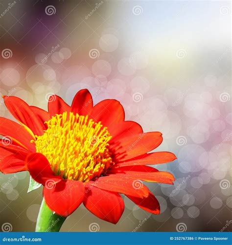 Beautiful Orange Flower On Abstract Background Stock Photo Image Of