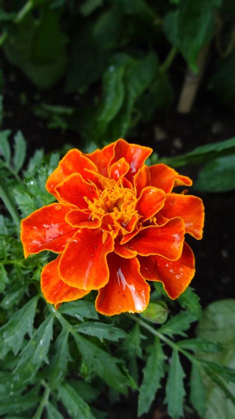 French Marigold Flower Essence Single With Dropper 30 Ml 1 Oz Inner Plant Wisdom