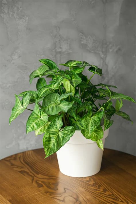 White Pot With A Green Plant In A Minimalist Interior Stock Image