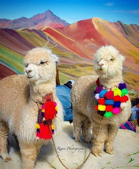 Two Llamas Standing On The Side Of A Hill With Colorful Mountains In