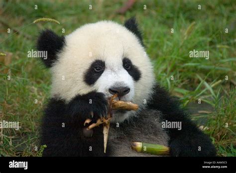 Baby Giant Panda Ailuropoda Melanoleuca Eats Bamboo At The Panda