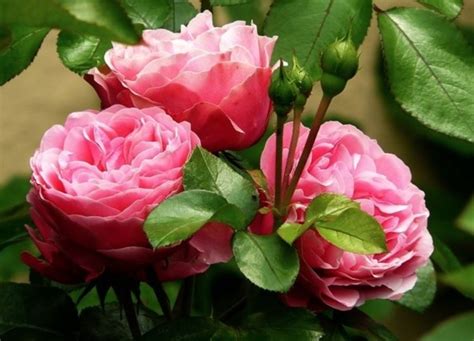All'interno c'è anche una articolo arbusti fioriti e piante con fiori rosa faranno tantissimo per 'scaldare' un angolo altrimenti noioso. 5 Fiori da regalare a San Valentino - Piante da interno - Fiori per San Valentino