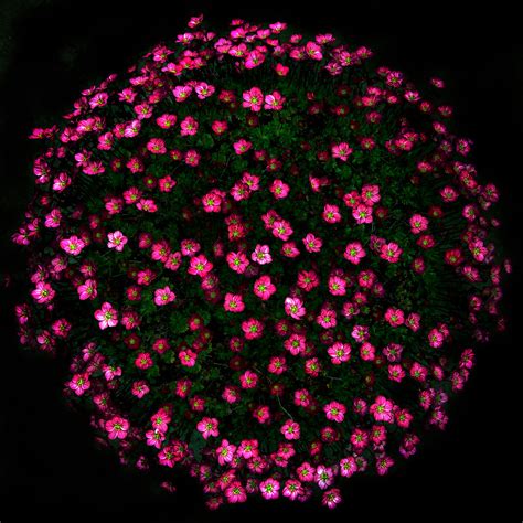 Flower Planet Flickr