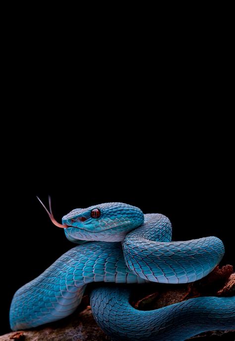 Blue Pit Viper By Davidyct Экзотические домашние животные Редкие