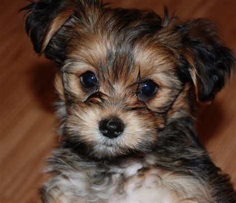 Find shih tzu in dogs & puppies for rehoming | 🐶 find dogs and puppies locally for sale or hi there we have a litter of 4 purebred shihtzu puppies born on jan 9, there is 1 boy available. 24 Pictures of Shih Tzu Yorkie mix (a.k.a Shorkie) and ...