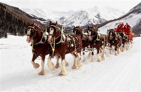 Clydesdale Wallpapers Wallpaper Cave