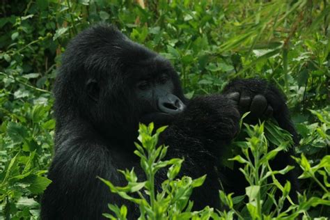 10 Dreamy Reasons Why You Should Visit Uganda Rumara Safaris