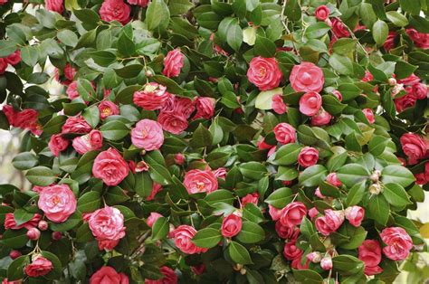 These flowering shrubs are beautiful hybrids of abelia that can be easily grown in shaded gardens. Flowering Shrubs that Grow in Shade - Gardenerdy