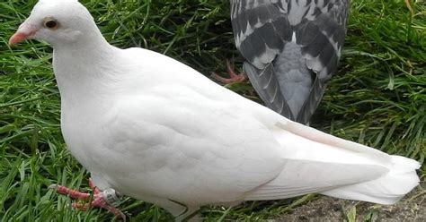 Simply Superb Swans Lost Homing Pigeon