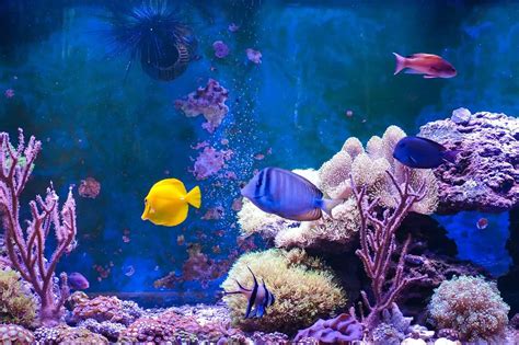 17 Most Popular Saltwater Fish Fishkeeping World