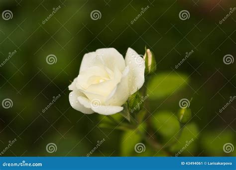 Romantic Fresh Young Bud Tender White Rose Stock Image Image Of