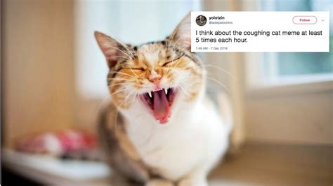 these tweets about the coughing cat meme show that it is way too real