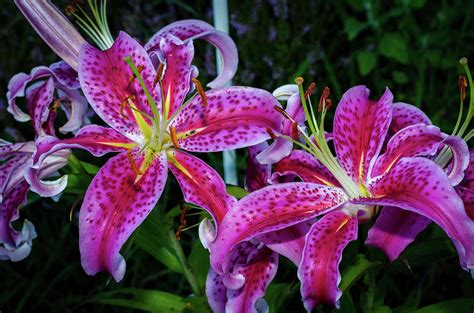 Are Oriental Lilies Poisonous To Cats Kitty Devotees