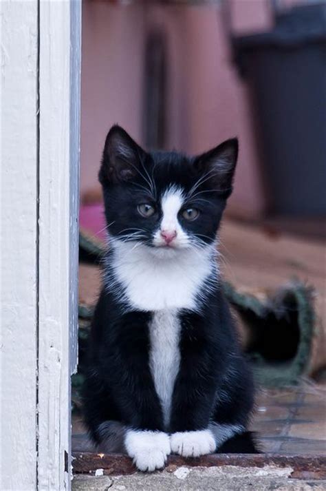 140 Best Tuxedo Cat Images On Pinterest Baby Kittens