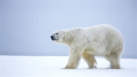 Lonely Polar Bear Walk In The Snow Alaska Winter