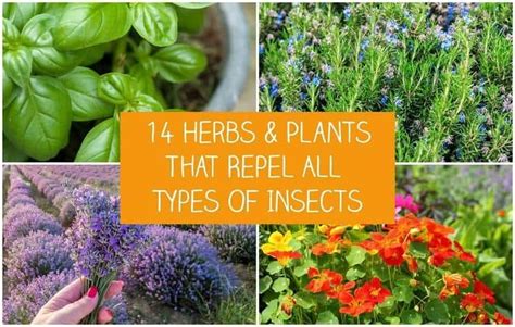 14 Herbs And Plants That Repel All Types Of Insects Planting Herbs