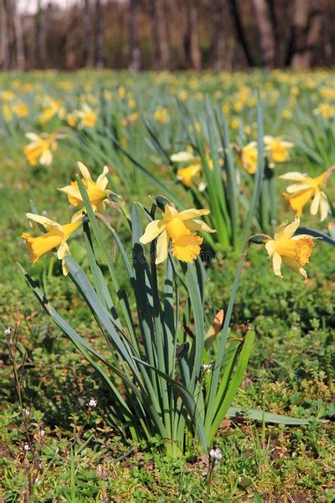Daffodils Stock Image Image Of Easter Munster Holidays 69741019