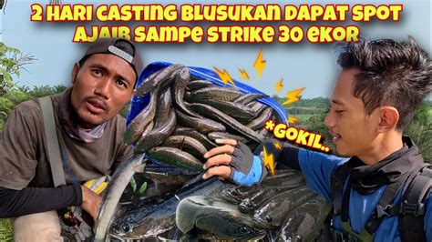 Strike Channa Striata Hasil Casting Hari Di Spot Pedalaman Youtube