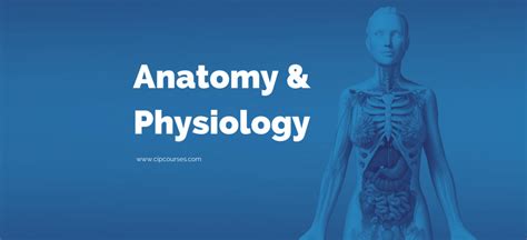 Anatomy And Physiology Online Course Interactive Online Aandp Course