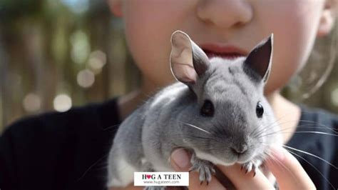 Good Pets For Teens A Guide For Choosing Your Ideal Pet
