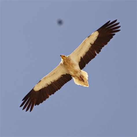 Egyptian vultures are opportunists and eat very varied. Egyptian Vultures in Oman الرخمة المصرية في عُمان ...