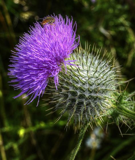 Scottish Thistle Hdr Creme