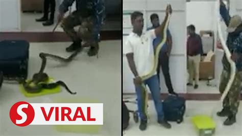 22 Snakes Seized From Woman Arriving At Chennai Airport From Kl Video