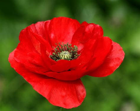 Red Poppy National Flower Of Belgium Meaning Of The Poppy