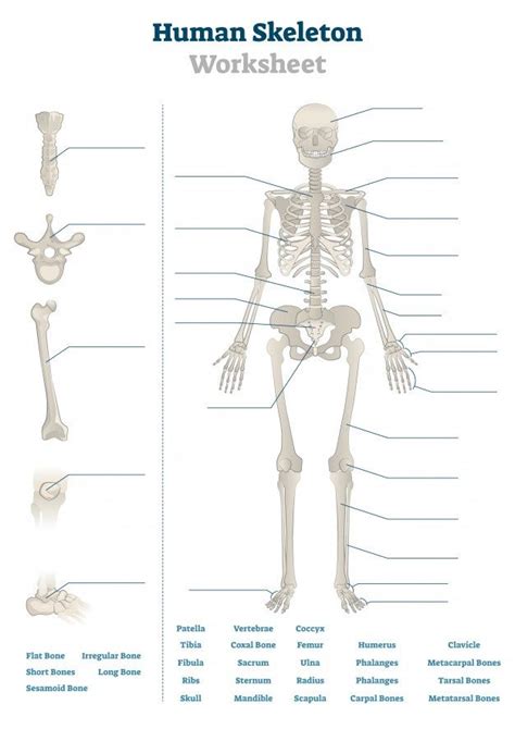 Skeletal System Printable Worksheet