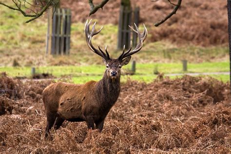 Red Deer Stag Richmond Park London Canon 100 400l At Aro Flickr