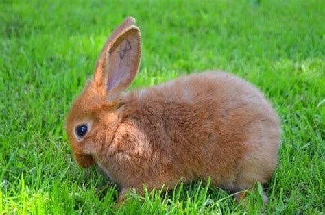 Maybe you would like to learn more about one of these? Do New Zealand Rabbits Make Good Pets? | Caring Pets