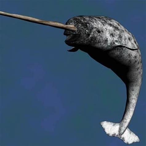 Narwhalssea Demons Weird Animals Ocean Creatures Sea Mammal