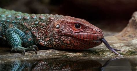 9 Incredible Lizards That Look Like Dragons Az Animals