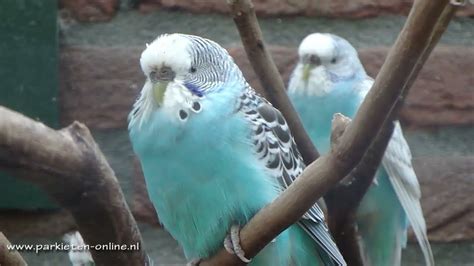 Aviarybirds Budgerigars Wellensittiche Parakeet Sounds Parkieten Geluiden Lovebirds