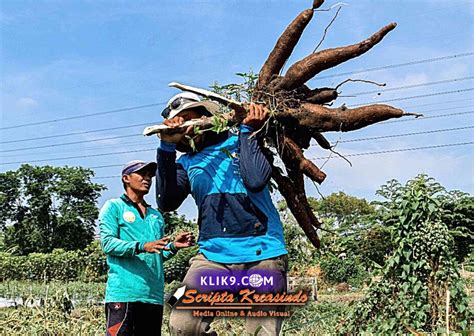 Dkpp Surabaya Panen 14 Ton Ketela Pohon Dari Hasil Budidaya Lahan