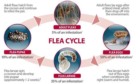 The Flea Life Cycle And How To Get Rid Of Them
