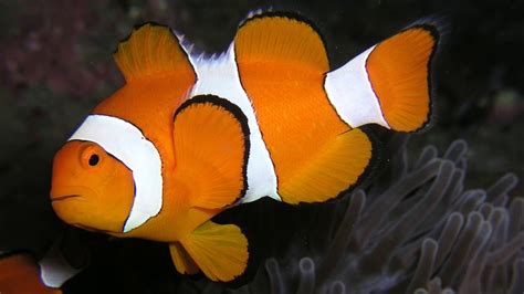 Facts The Ocellaris Clownfish Youtube