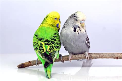 English Budgie Care Guide Size Personality Lifespan And Faqs