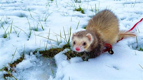Cute Ferrets Play In Snow Youtube