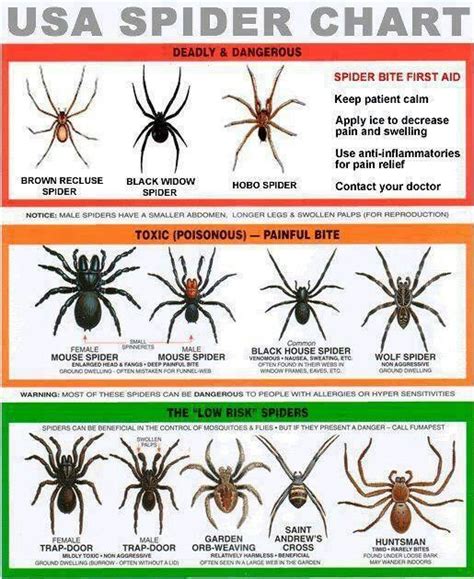 Usa Spider Chart Spider Identification Chart Hiking Tips Survival