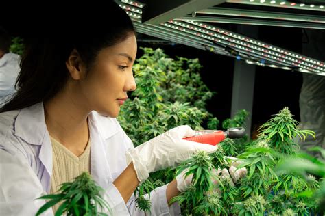 Cannabis Cultivation Understanding Vpd
