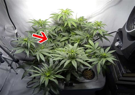 Simplest Cannabis Plant Training Guide Grow Weed Easy